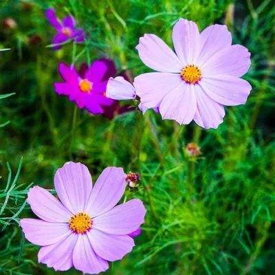 乐鱼app下载手机版