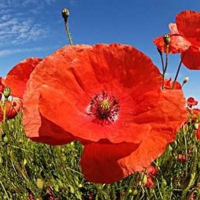 天博平台app下载中心